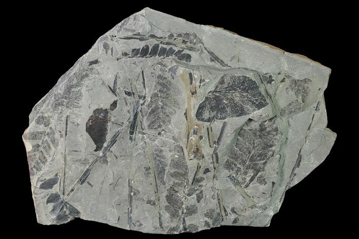 Fossil Fern (Neuropteris & Macroneuropteris) Plate - Kentucky #142426